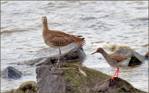 Whimbrel and Redshank