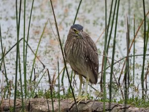 Nankeen Night-heron, juvenile