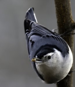 White-breasted Nuthatch