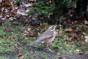 Redwing