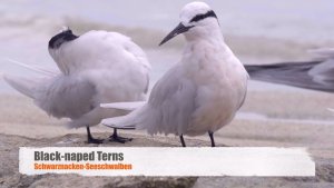 Black-naped Terns