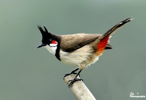 Bulbul