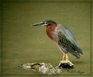 Green Heron