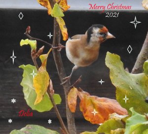 Goldie is helping me to wish all my Birdforum friends a very Happy Christmas