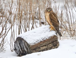 Norhern harrier