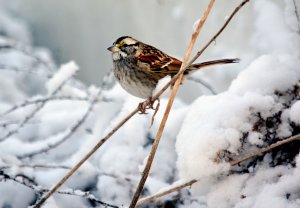 White-throated sparrow in the snow