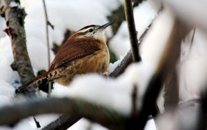 Carolina wren in the snow