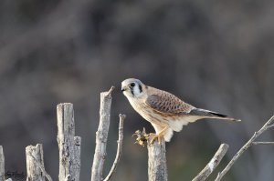 American Kestrel with lunch behind my house