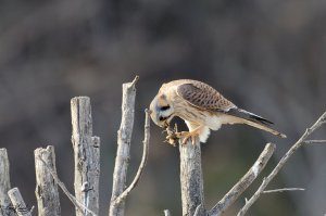 American Kestrel with lunch behind my house