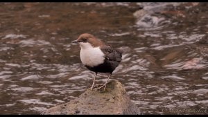 White-throated Dipper