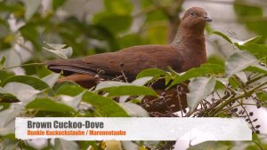 Brown Cuckoo-Dove / Slender-billed Cuckoo-Dove