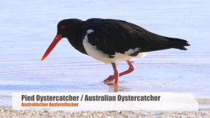 Pied Oystercatcher / Australian Oystercatcher