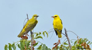 A Pair of Orioles