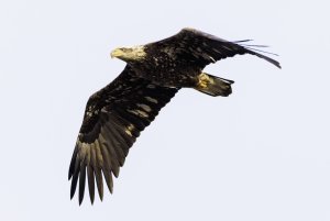 American Bald Eagle Juvenile.jpg