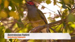 Australasian Figbird / Green Figbird (♂)