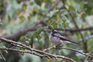 Long tailed tit