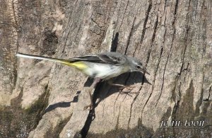 grey wagtail