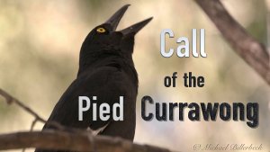 Call of the Pied Currawong