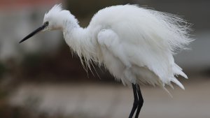 little egret