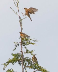 Redwings