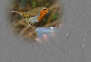 Robin, a bird in the hand............