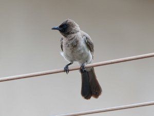 Common Bulbul 12.jpg