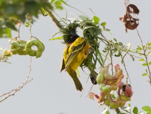 Village Weaver  15.jpg