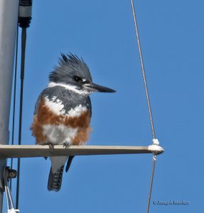 Belted Kingfisher