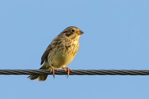 Corn Bunting