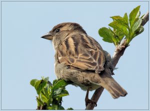 House Sparrow (F)