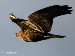 COMMON BUZZARD