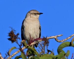 Mockingbird on its lookout perch