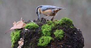 Nuthatch