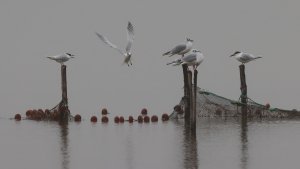 of terns and gulls