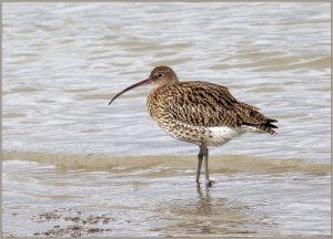 Curlew