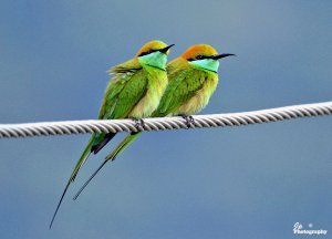 Bee-eaters