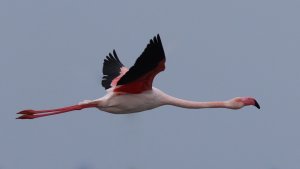 greater flamingo