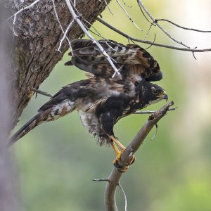 Black Sparrowhawk