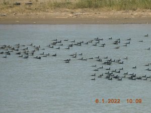 Large raft of great cormorants