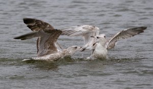 herring gulls
