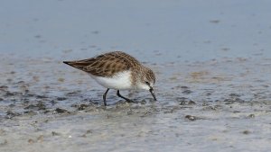 Little Stint