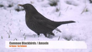 Common Blackbird / Eurasian Blackbird (♀)