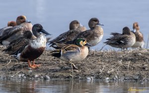 Baikal Teal 花面鴨