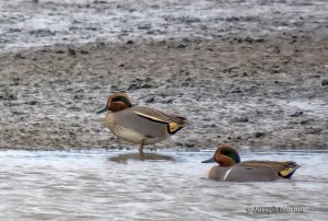 Eurasian and American Green-winged Teal