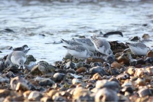 Sanderling.JPG