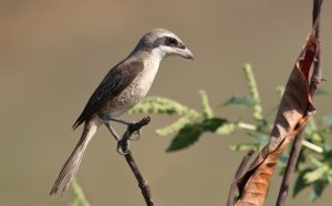 Brown shrike