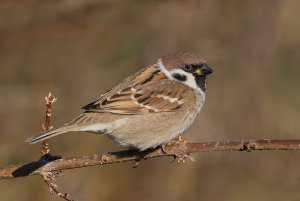 Tree Sparrow