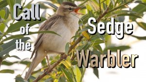 Call of the Sedge Warbler