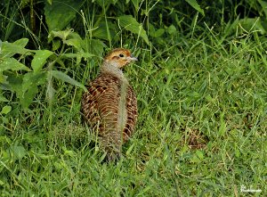 Francolin