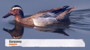 Garganey (♂)